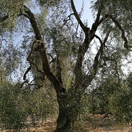 Nyaraló Domus Arwen Vieste
